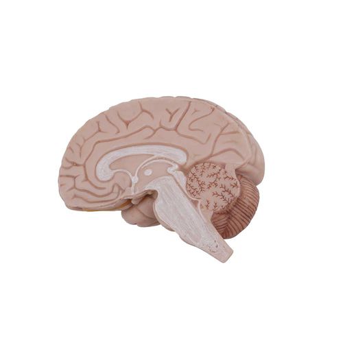 Modello anatomico di cervello - MeiWo Science - ad uso didattico / di anastomosi / in silicone