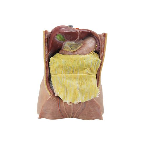 Modello anatomico addominale - MeiWo Science - di tronco celiaco / ad uso didattico / in silicone