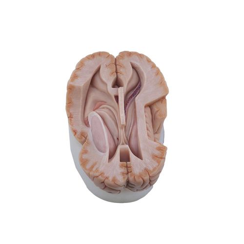 Modello anatomico di cervello - MeiWo Science - ad uso didattico / in silicone / rosa