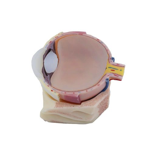 Modello anatomico di occhio - MeiWo Science - ad uso didattico / in silicone / con vasi sanguigni