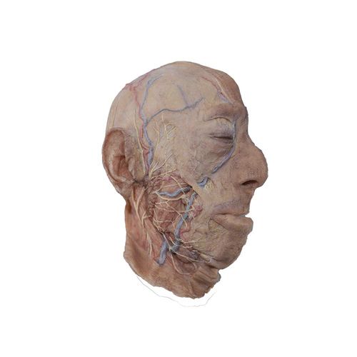 Modello anatomico di testa - MeiWo Science - ad uso didattico / in silicone / con vasi sanguigni