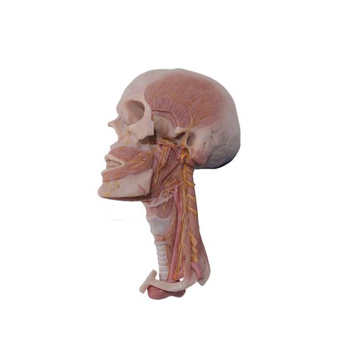 Modello anatomico di testa - MeiWo Science - di collo / ad uso didattico / in silicone
