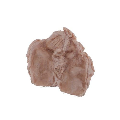 Modello anatomico di duodeno - PX-003 - MeiWo Science - ad uso didattico / in silicone