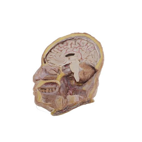 Modello anatomico di testa - RJ-001 - MeiWo Science - ad uso didattico / in silicone / con muscolatura