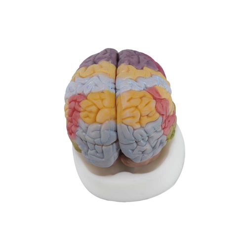 Modello anatomico di cervello - SN-029 - MeiWo Science - ad uso didattico / in silicone / flessibile