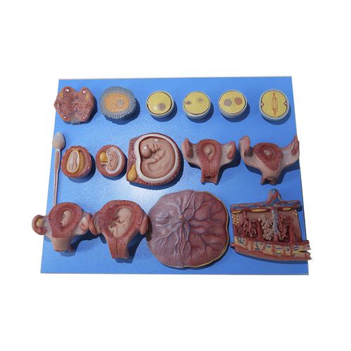 Modello anatomico corpo - SZ-010 - MeiWo Science - ad uso didattico / in silicone