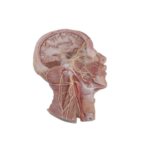 Modello anatomico di cervello - MeiWo Science - di testa / di collo / ad uso didattico