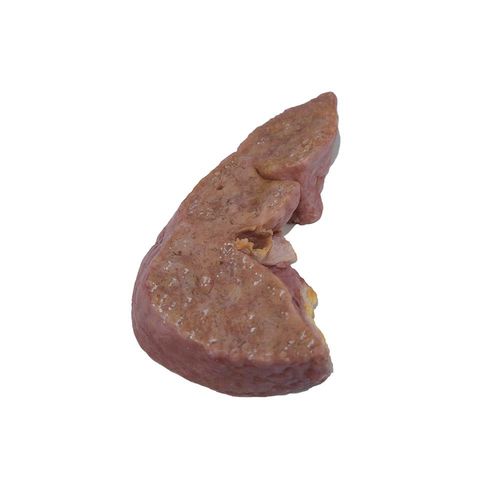 Modello anatomico di fegato - PX-004 - MeiWo Science - ad uso didattico / oncologico / in silicone