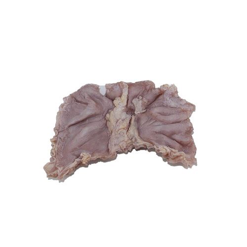 Modello anatomico di stomaco - PX-009 - MeiWo Science - per l’educazione alla salute / ad uso didattico / oncologico