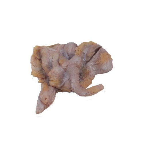 Modello anatomico di intestino tenue - PX-001 - MeiWo Science - intestino crasso / per l’educazione alla salute / ad uso didattico