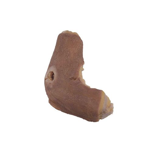 Modello anatomico di omero - PY-004 - MeiWo Science - per l’educazione alla salute / ad uso didattico / in silicone