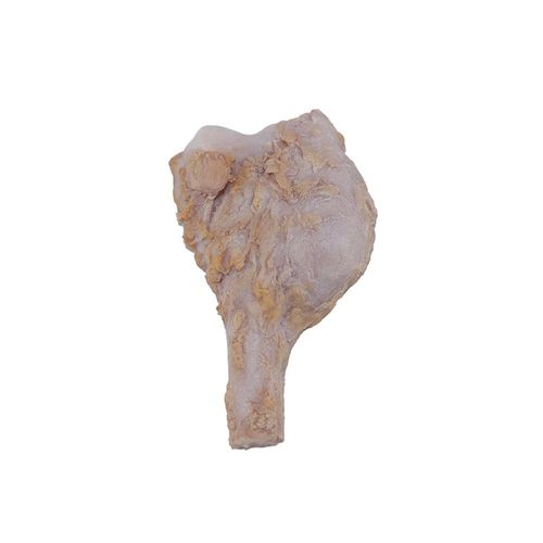 Modello anatomico osseo - PY-002 - MeiWo Science - per l’educazione alla salute / ad uso didattico / in silicone