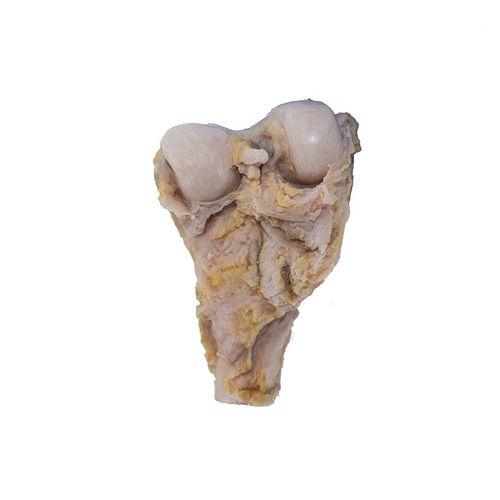 Modello anatomico osseo - PY-005 - MeiWo Science - per l’educazione alla salute / ad uso didattico / in silicone