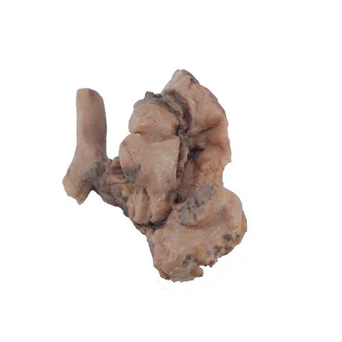 Modello anatomico di polmone - PH-001 - MeiWo Science - per l’educazione alla salute / ad uso didattico / in silicone