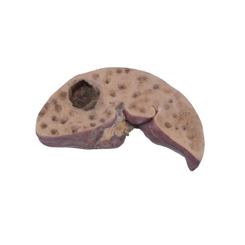 Modello anatomico di fegato - PX-002 - MeiWo Science - per l’educazione alla salute / ad uso didattico / in silicone
