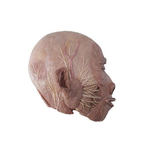 modello anatomico di testa - MeiWo Science