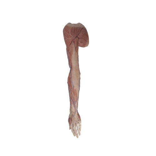 Modello anatomico arti superiori - RJ-005 - MeiWo Science - ad uso didattico / in silicone / con muscolatura