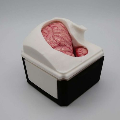 Simulatore didattico - PterionalBox - UpSurgeOn - per assistenza generale / per chirurgia / neurochirurgico