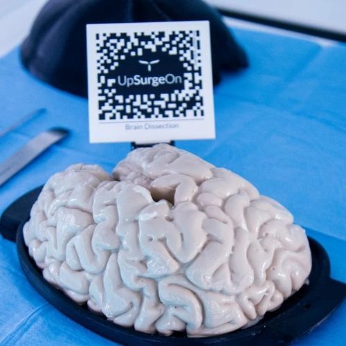 Simulatore di cervello - UpSurgeOn - di dissezione / per chirurgia / di anatomia