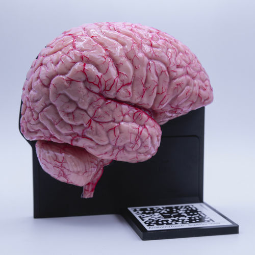 Modello anatomico di cervello - AnatomyTouch - UpSurgeOn - di tronco encefalico / di cervelletto / interattivo