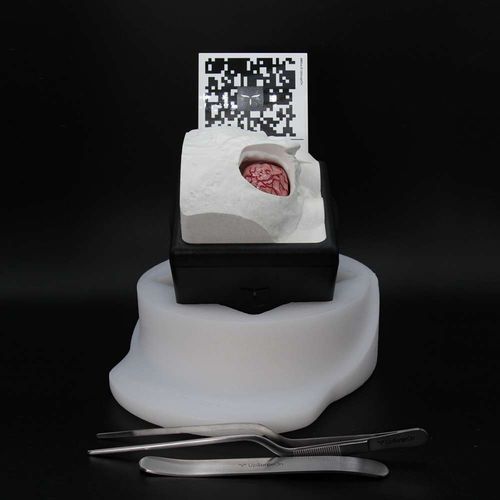 Simulatore didattico - RetrosigmoidBox - UpSurgeOn - per chirurgia / neurochirurgico / di anatomia