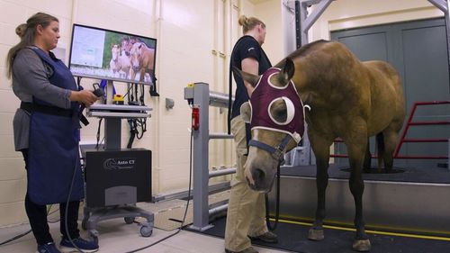 Scanner a raggi X veterinario per equini - EQUINA® - Asto CT