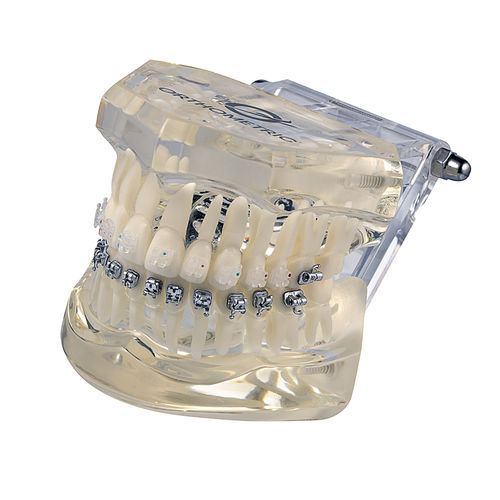 Modello anatomico odontoiatrico - Orthometric Industria e Comercio de Produtos Medicos e Odontologicos Ltda. - per ortodonzia / di dimostrazione / bianco
