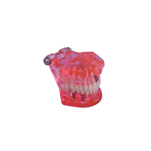 Modello anatomico gengivale - #A26 - CavoMed / 3D Dental - di dentatura / di canale radicolare / per malattie dentali