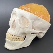 Modello anatomico di cranio - AM10BM  - Samed - temporale / di cervello / neurochirurgico