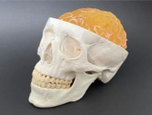 Modello anatomico di cranio - AM20BM  - Samed - cranico / di cervello / neurochirurgico