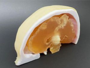 Modello anatomico di cranio - AM30BM  - Samed - di cervello / neurochirurgico / didattico