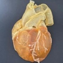 Modello anatomico di cuore - AM10HM  - Samed - didattico / per cataterismo