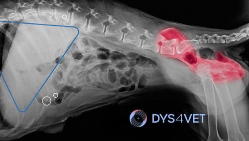 Software veterinario - DYS4VET 10  - Blue Surgical Instruments - di anca / con intelligenza artificiale