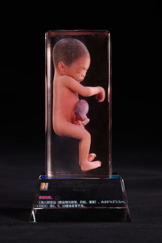 modello anatomico corpo - Shandong Digihuman Technology CO., Inc.