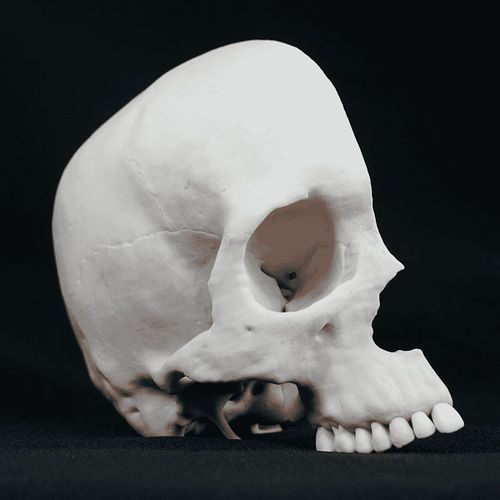 Modello anatomico di cranio - Shandong Digihuman Technology CO., Inc. - ad uso didattico / bianco