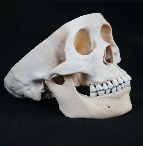 Modello anatomico di cranio - Shandong Digihuman Technology CO., Inc. - ad uso didattico / in resina / bianco