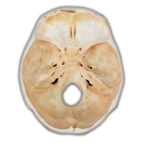 Modello anatomico di cranio - Shandong Digihuman Technology CO., Inc. - ad uso didattico / in resina / con nervi