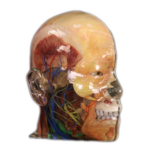 Modello anatomico di testa - Shandong Digihuman Technology CO., Inc. - ad uso didattico / in resina / con vasi sanguigni