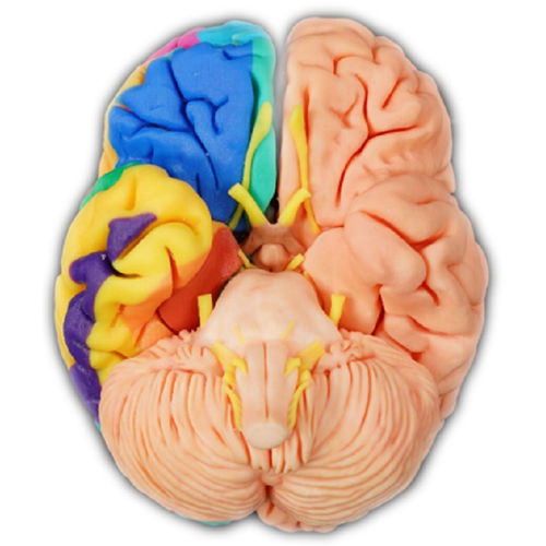 Modello anatomico di cervello - Shandong Digihuman Technology CO., Inc. - ad uso didattico / in resina / beige