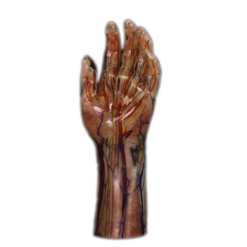 Modello anatomico di mano - Shandong Digihuman Technology CO., Inc. - ad uso didattico / in resina / con muscolatura