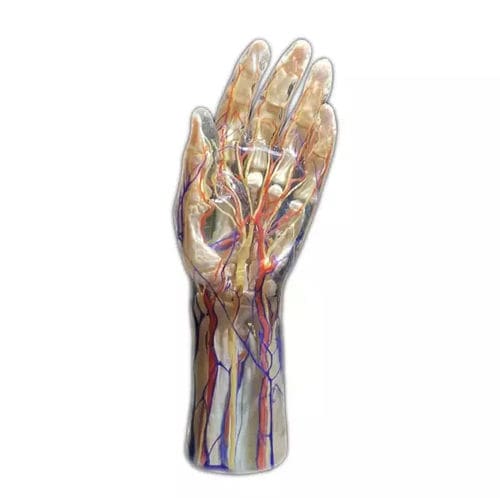 Modello anatomico di mano - Shandong Digihuman Technology CO., Inc. - ad uso didattico / di AVC / in resina