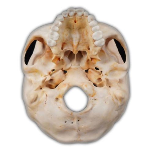 Modello anatomico di cranio - Shandong Digihuman Technology CO., Inc. - temporale / ad uso didattico / in resina