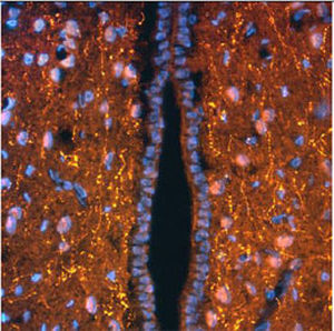 Reagente IgG - RA21005  - Neuromics - per ricerca scientifica / per immunoistochimica / per immunofluorescenza