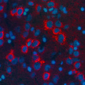 Reagente per beta-lipotropina - RA21003 - Neuromics - IgG / per ricerca scientifica / per immunoistochimica