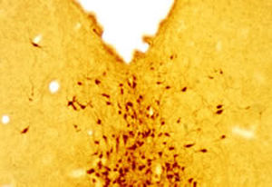 Reagente per serotonina - GT20079 - Neuromics - IgG / per western blot / per immunoistochimica