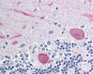 Reagente anticorpo - RA30051 - Neuromics - per immunoistochimica / liquido / neurotripsina