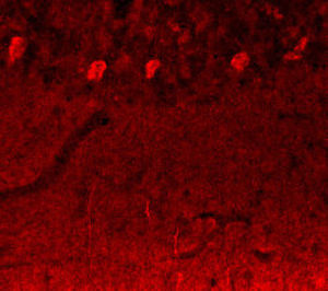 Reagente IgG - RA19070 - Neuromics - per ricerca scientifica / per western blot / per immunoistochimica