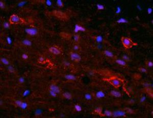 Reagente IgG - RA14133 - Neuromics - per ricerca scientifica / per immunoistochimica / per immunofluorescenza