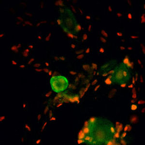Reagente IgG - RA14135 - Neuromics - per ricerca scientifica / per immunoistochimica / liquido