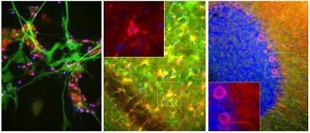 Reagente IgG - MO22135 - Neuromics - per ricerca scientifica / per western blot / per immunofluorescenza